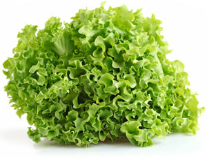 Šalát Lollo Biondo. / 1ks